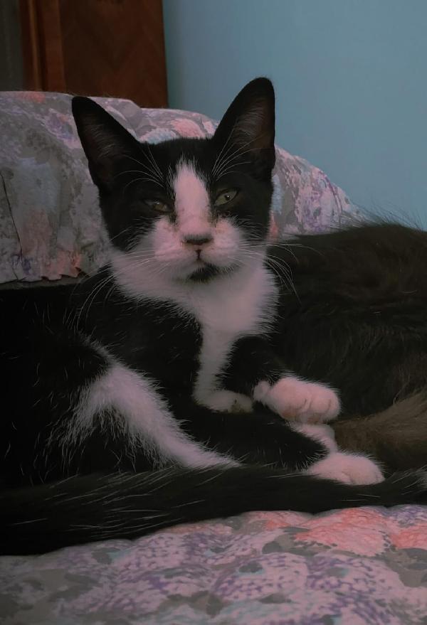 Odino - Gattino Di 5 Mesi